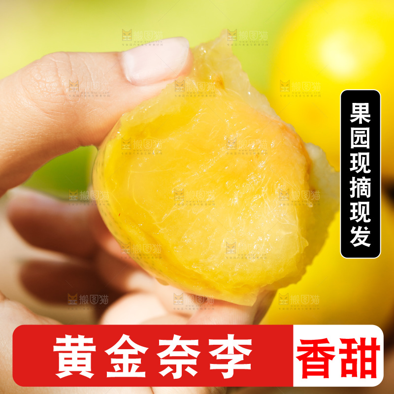 手里拿着九峰山黄金奈李