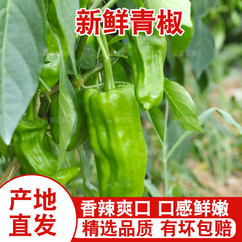 辣椒树上结的青椒