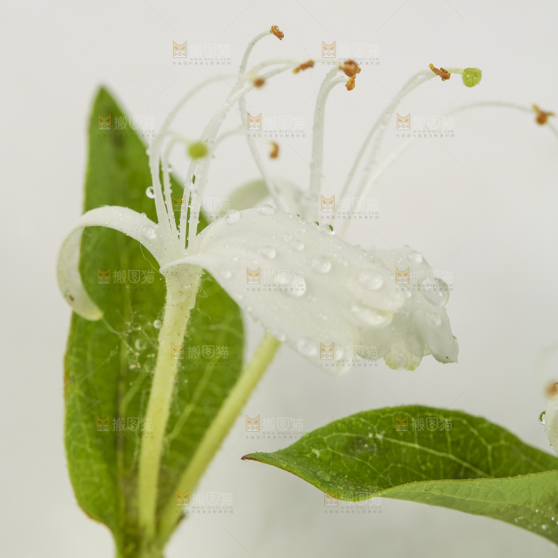 白底上放着金银花