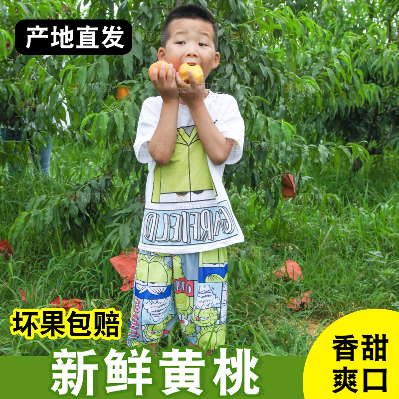 小男孩正在吃黄桃