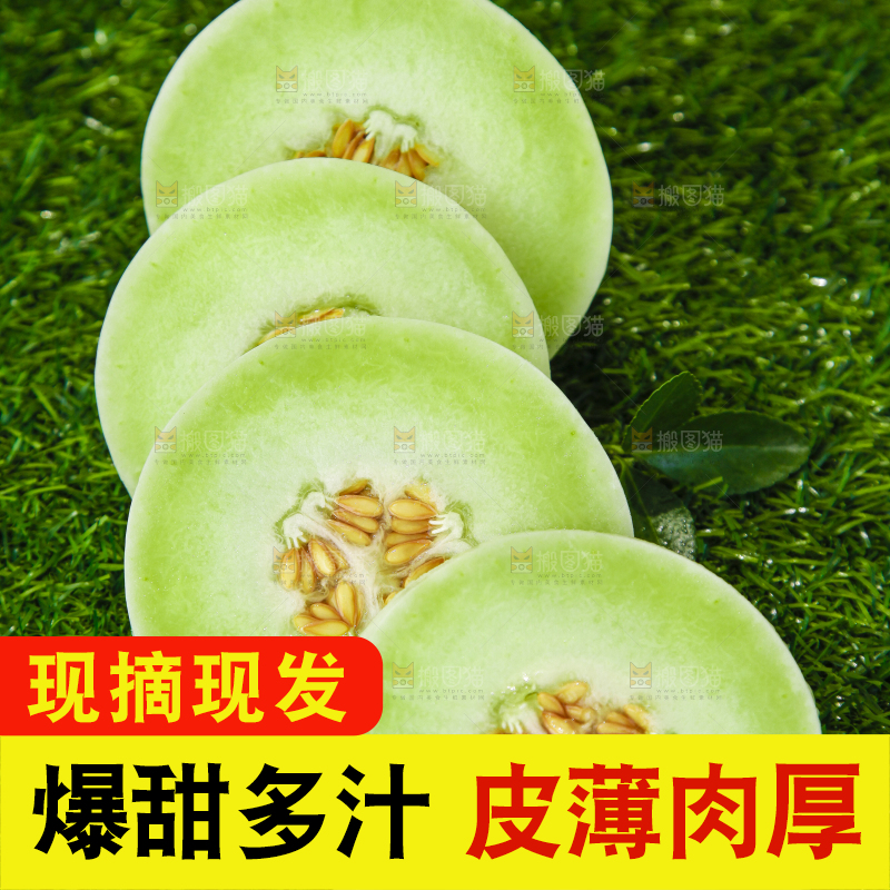 绿草地上摆放着玉菇甜瓜