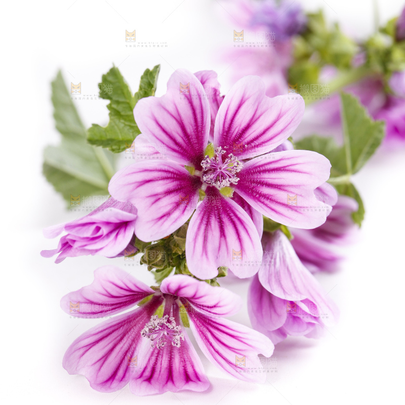 白底上摆放着锦葵花