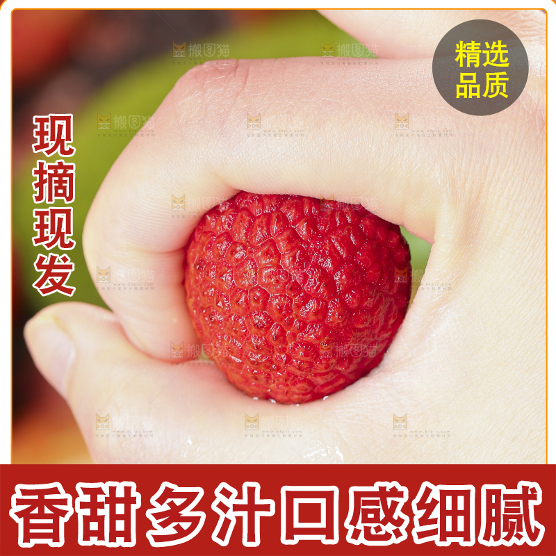 手里拿着广东茂名荔枝