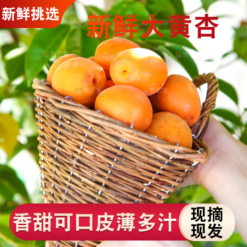 手里提着一篮烟台杏子