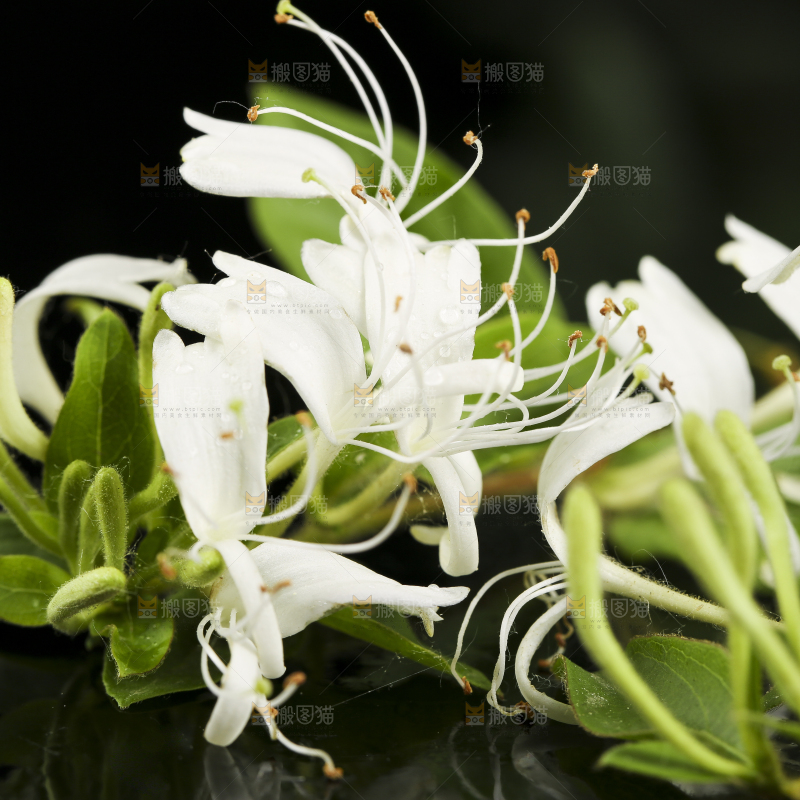 黑底上放着清凉金银花茶