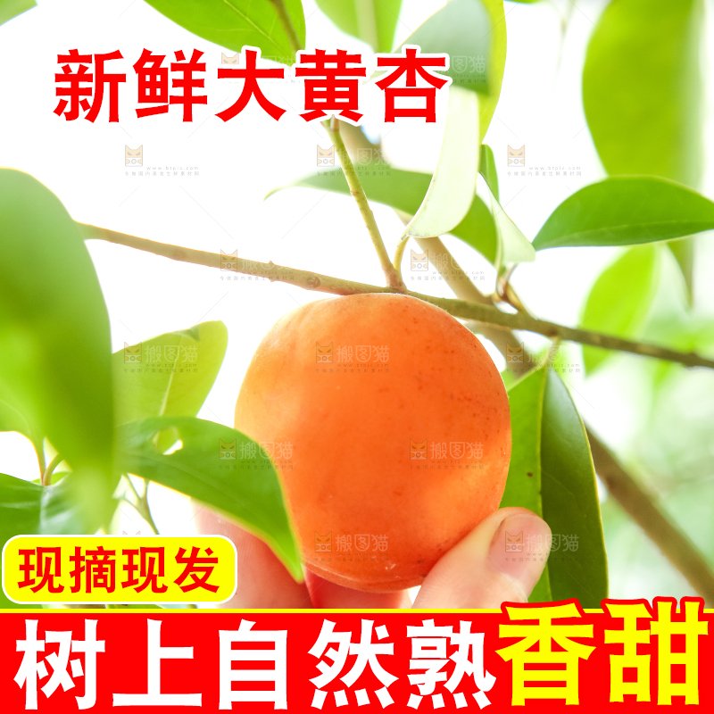 手里拿着秦岭头茬大黄杏