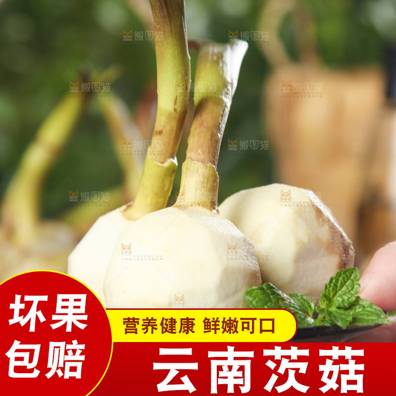 手里拿着白慈菇
