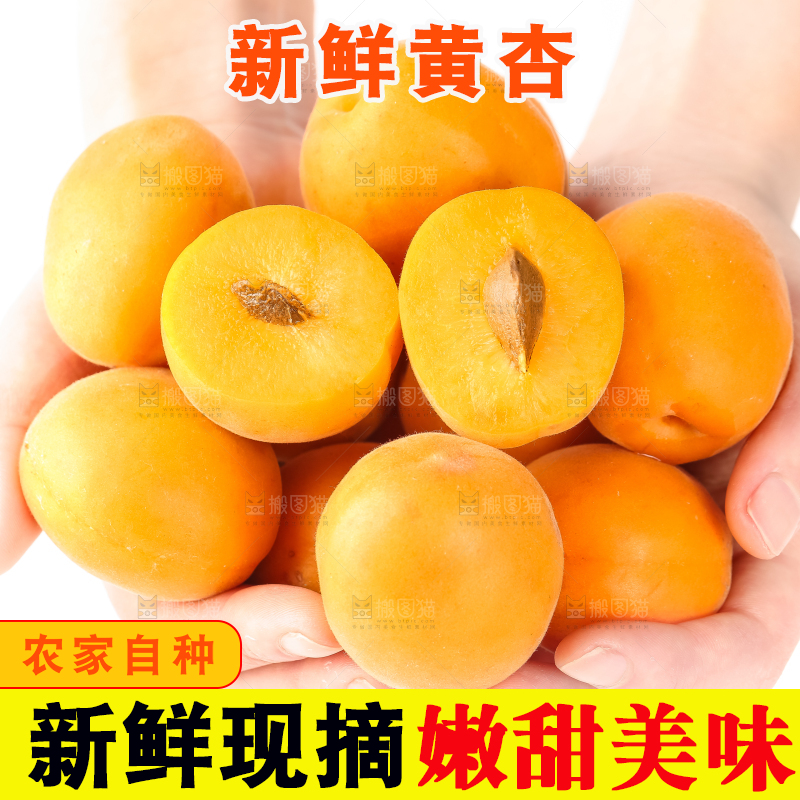 手里拿着大黄杏