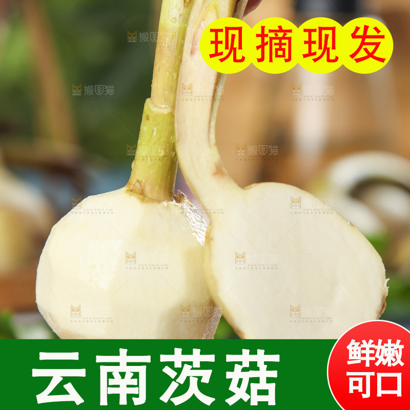 手里拿着白慈菇