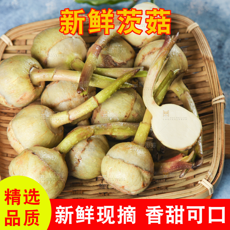 篮子装着茨菇