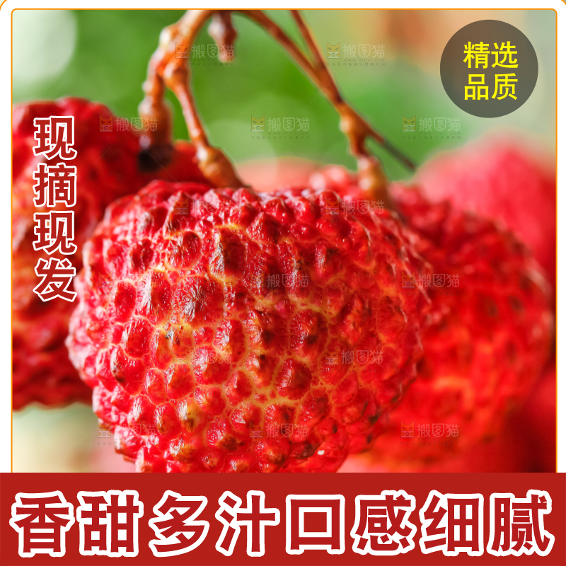 浅底上的火山荔枝王