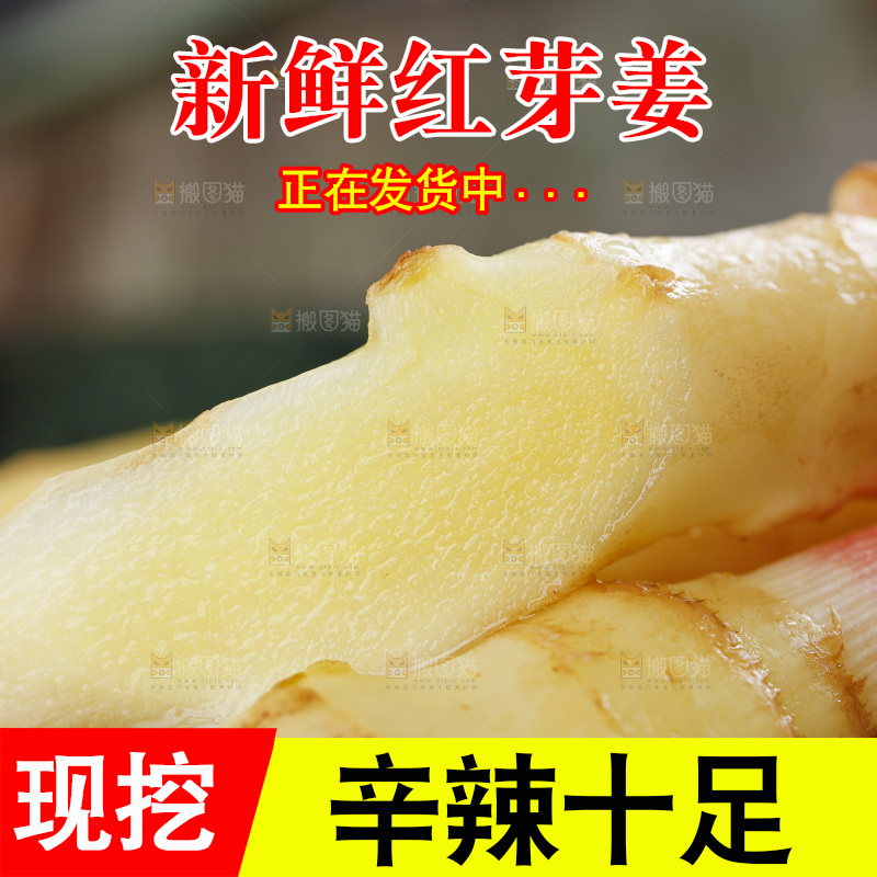 手里拿着山东红芽生姜