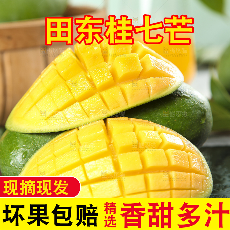 石板上的青皮桂七芒