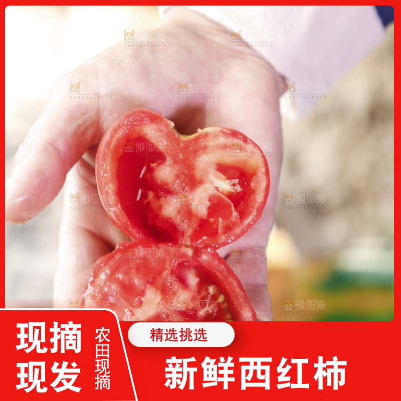 农民手里拿着普罗旺斯西红柿
