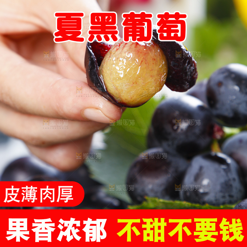 手里拿着黑加仑葡萄