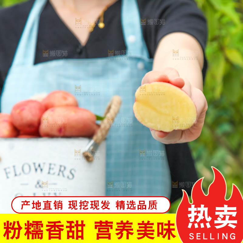小桶里装着红皮洋芋