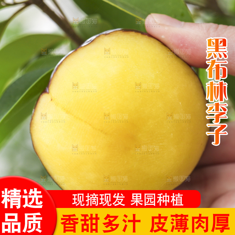 手里拿着黑布林