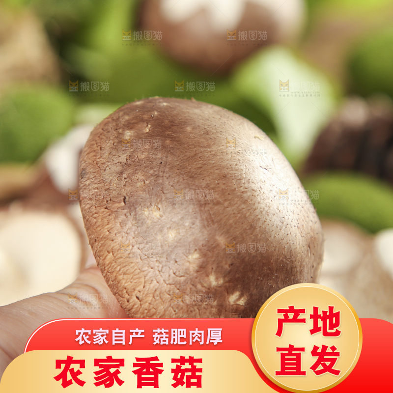 手里拿着香菇