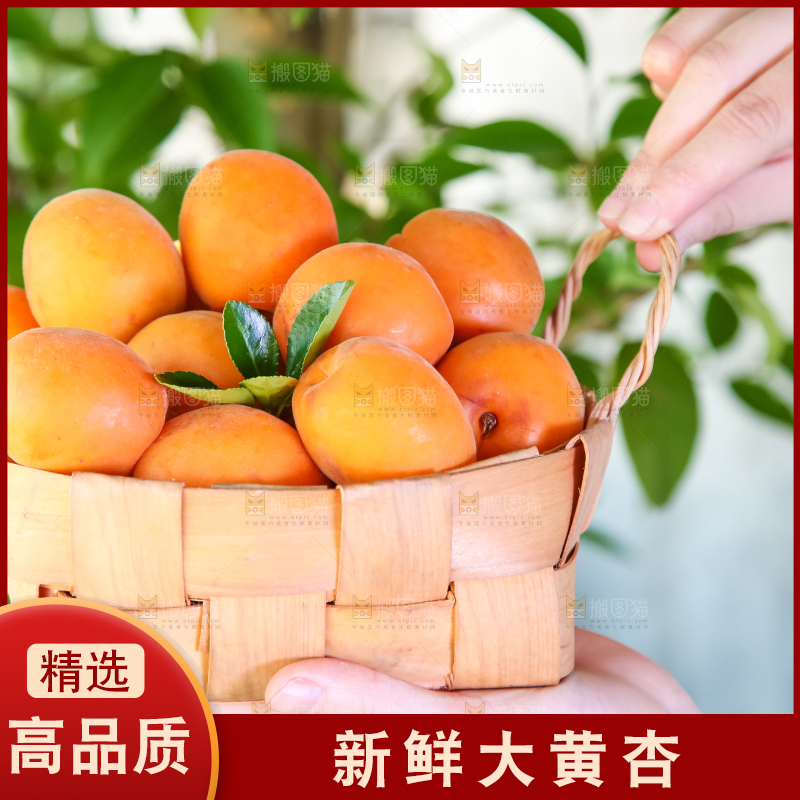 手里拿着一篮金太阳大黄杏