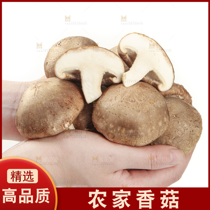 手里拿着新鲜香菇