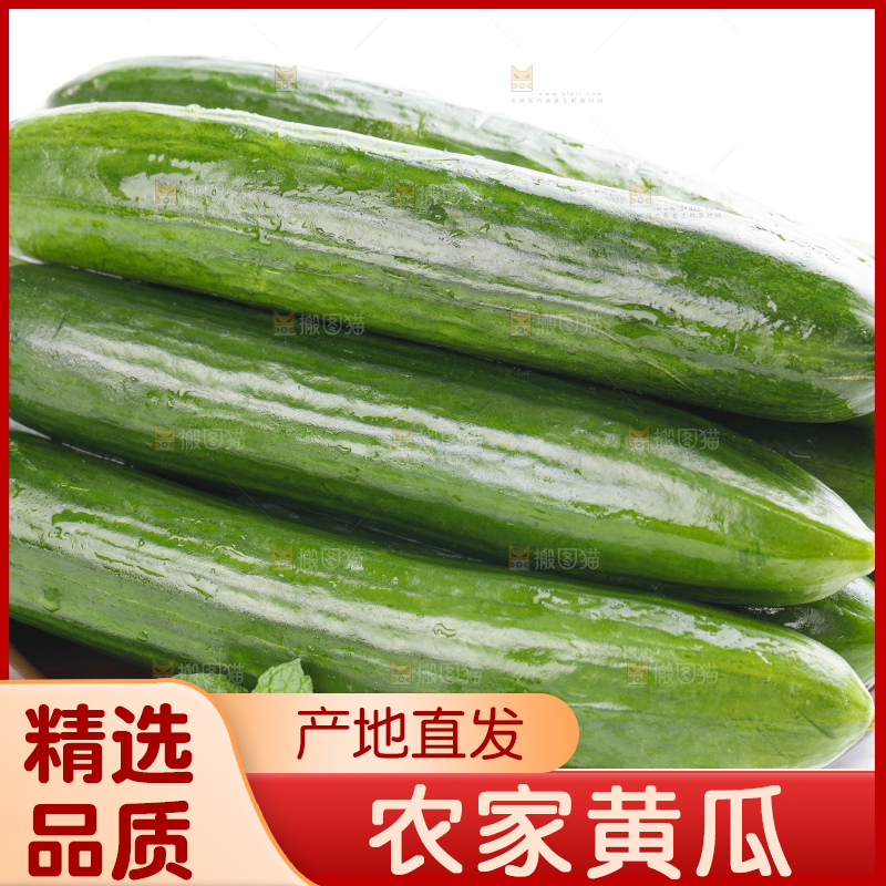 白底上摆放着嫩黄瓜