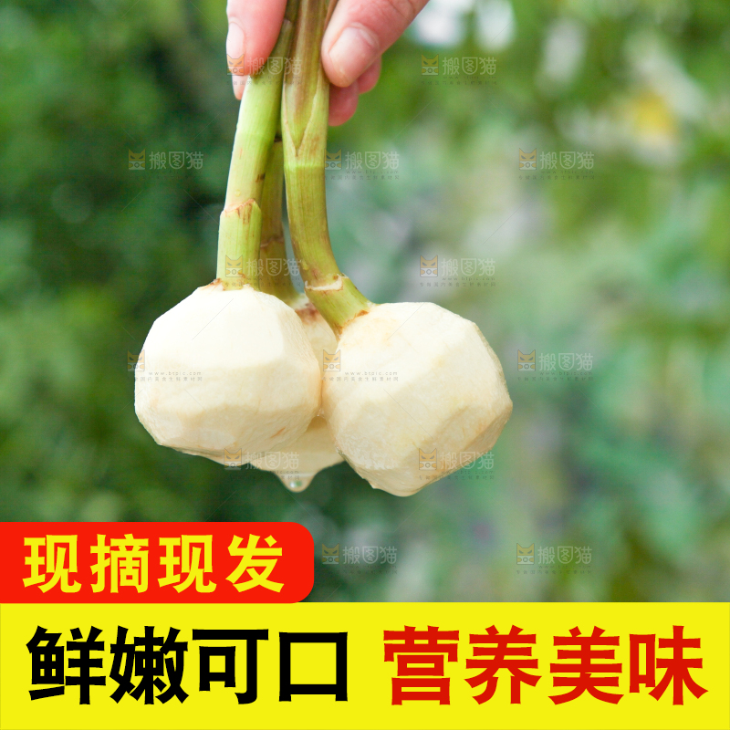 手里拿着茨菇