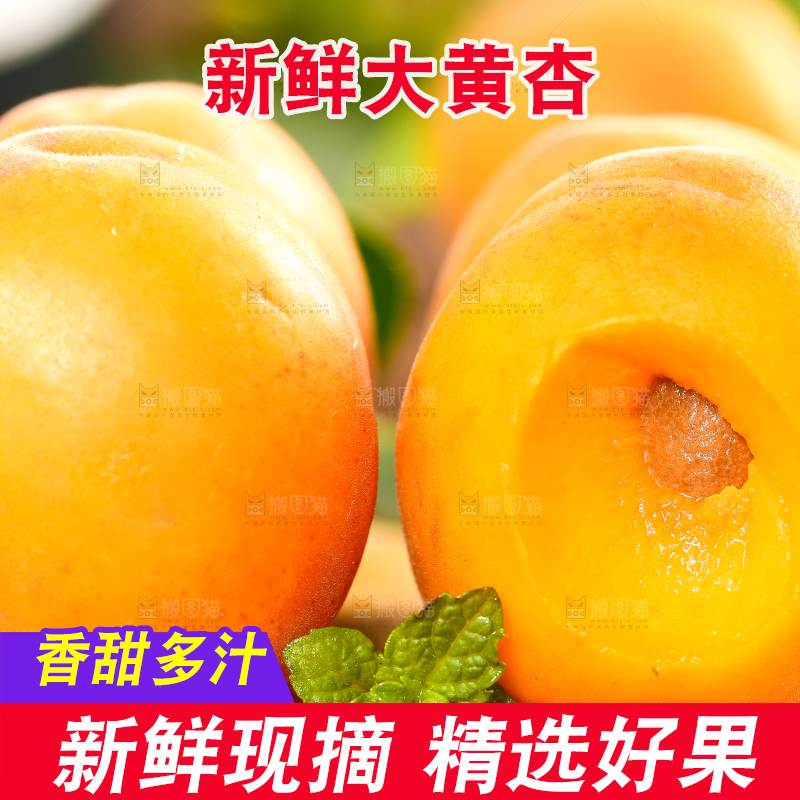 木底上摆放着山东大黄杏