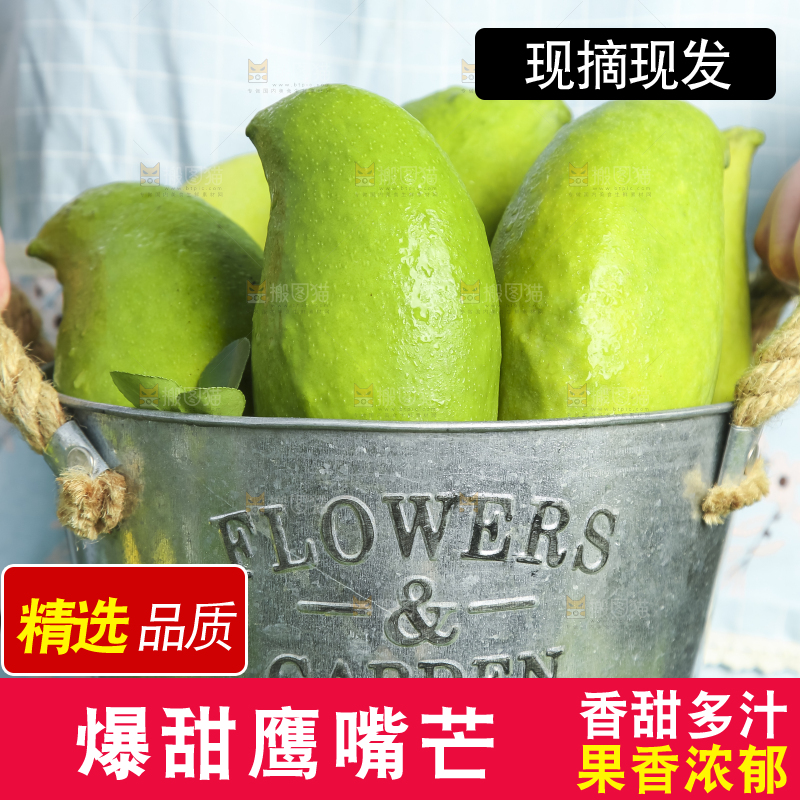 小铁桶里装着云南鹰嘴芒