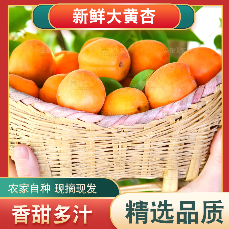 手里拿着一篮金太阳大黄杏