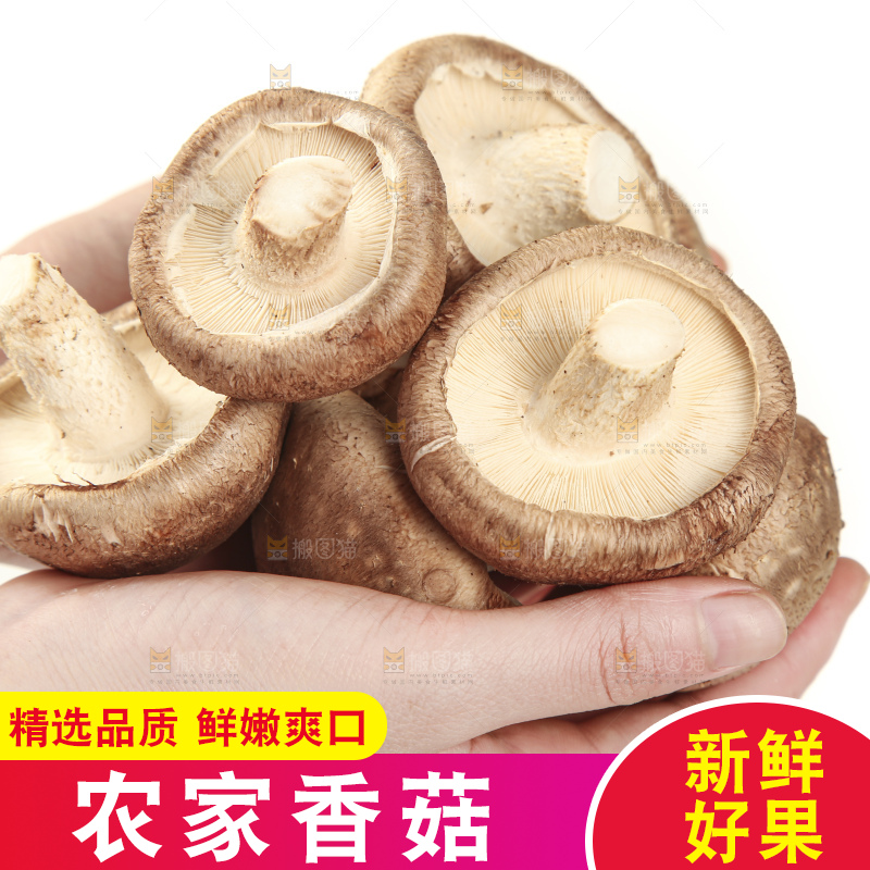 手里拿着新鲜香菇