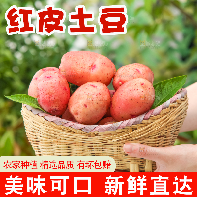 篮子里装着红皮黄心土豆