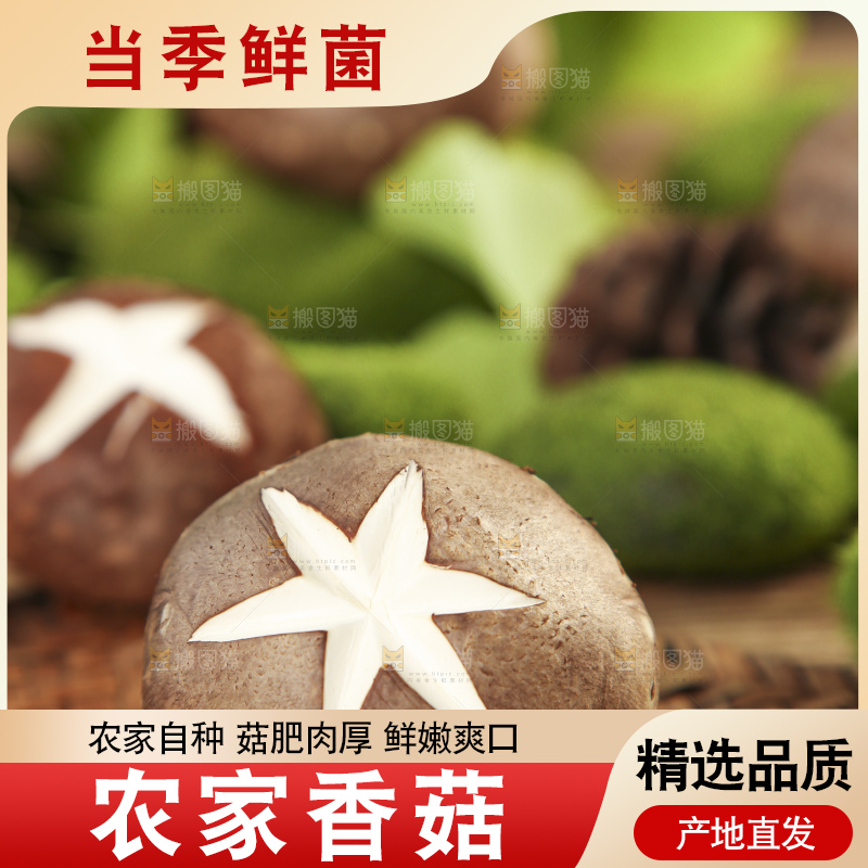 木底上摆放着新鲜香菇