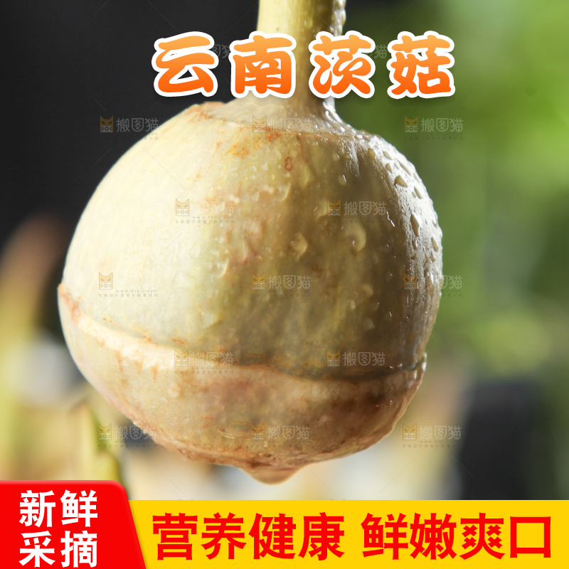 手里拿着白慈菇