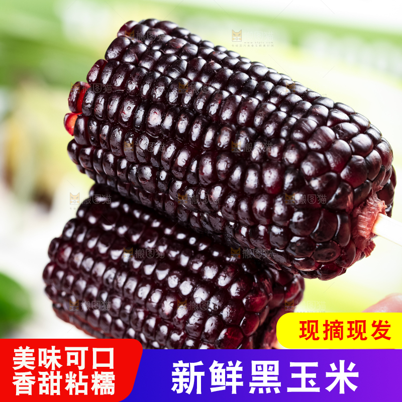 手里拿着紫黑玉米