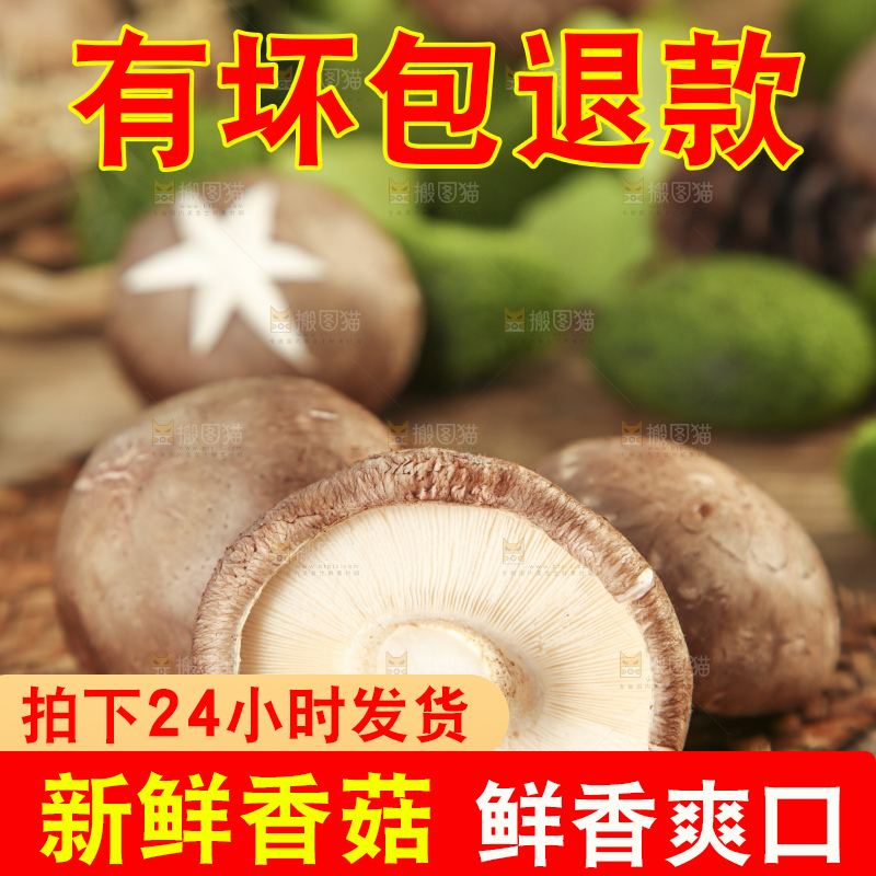 木底上摆放着新鲜香菇