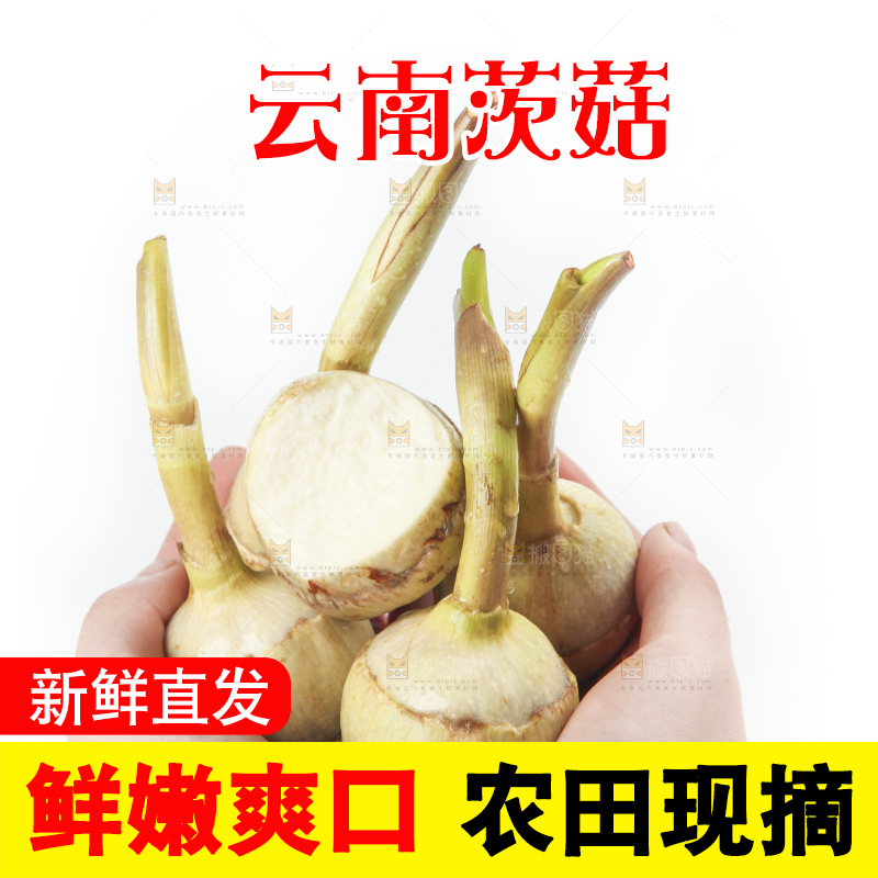 手里拿着慈菇