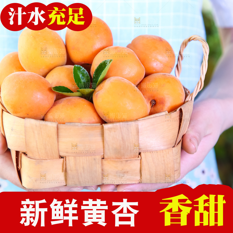 手里拿着一篮金太阳大黄杏