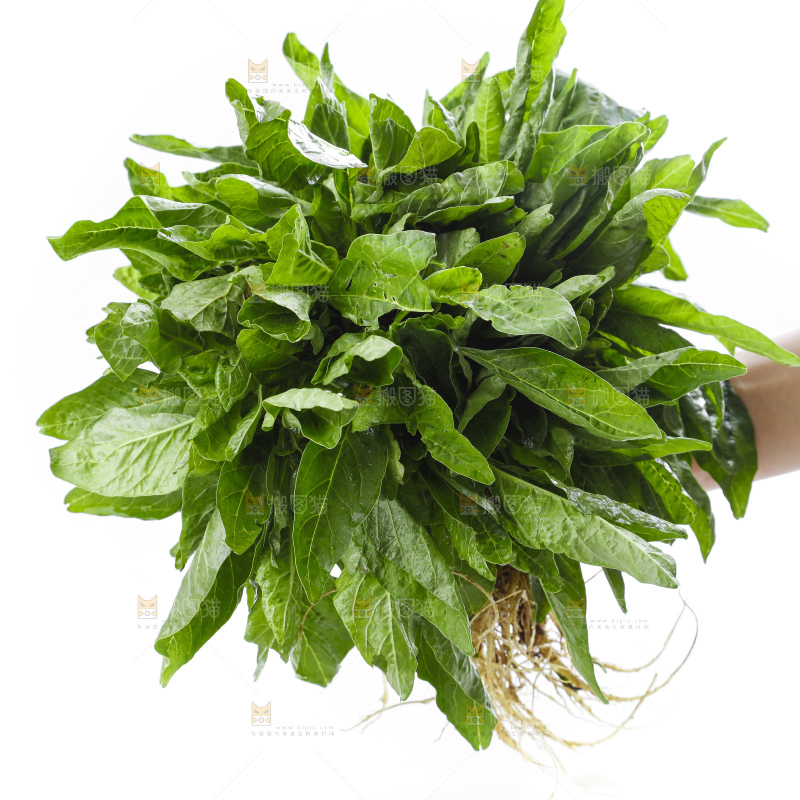 手里拿着一把新鲜苋菜
