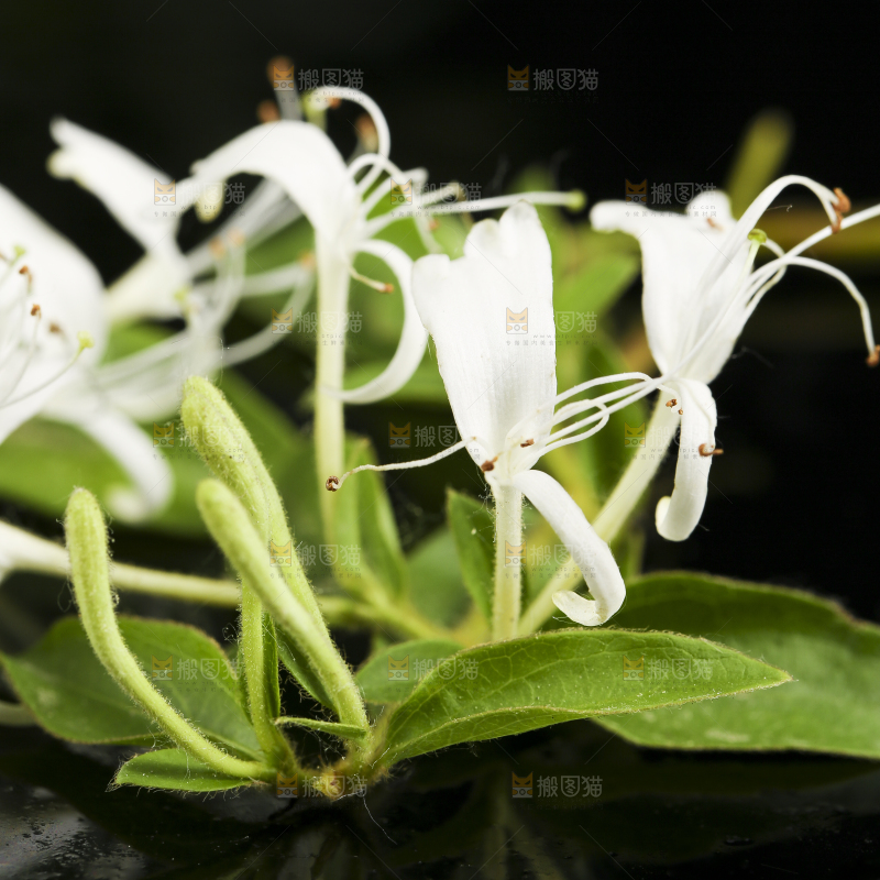 黑底上放着清凉金银花茶