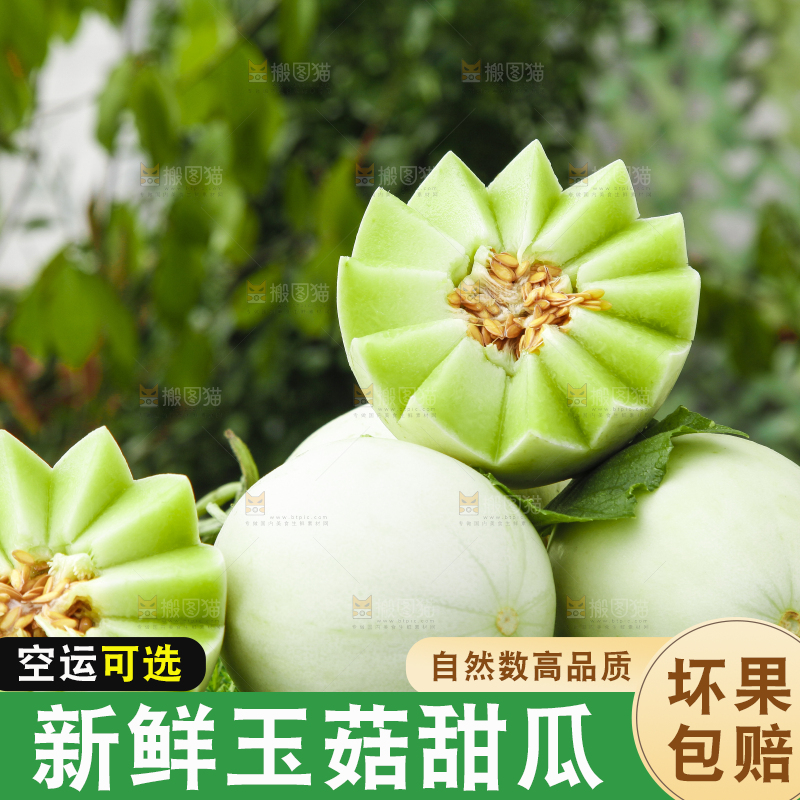 绿草地上摆放着玉菇甜瓜