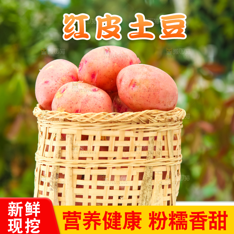 篮子里装着高山红皮土豆