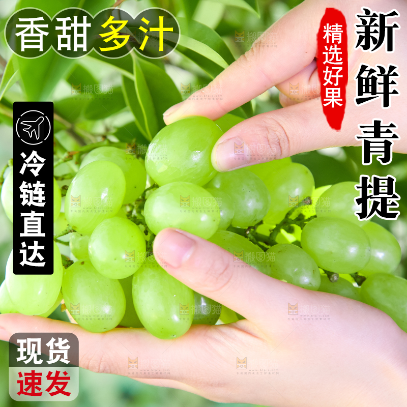 手里拿着澳洲无籽青提