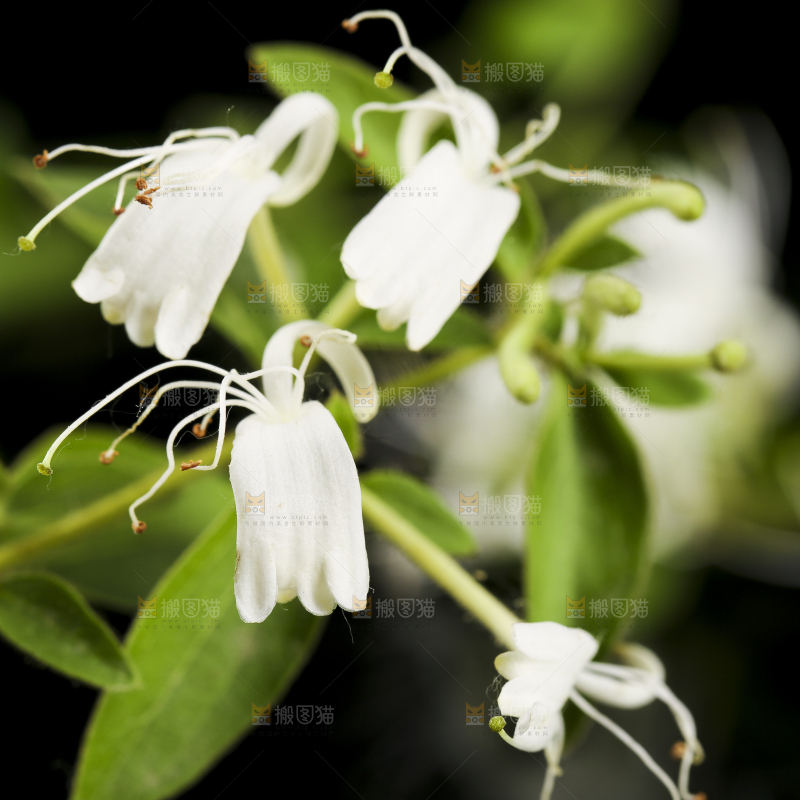 黑底上放着清凉金银花茶