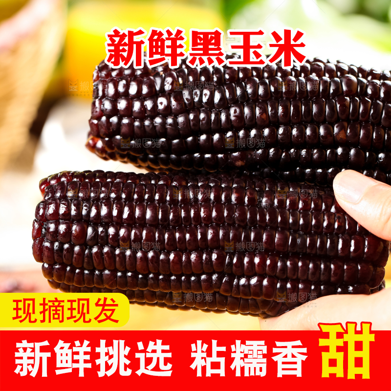 手里拿着黑玉米