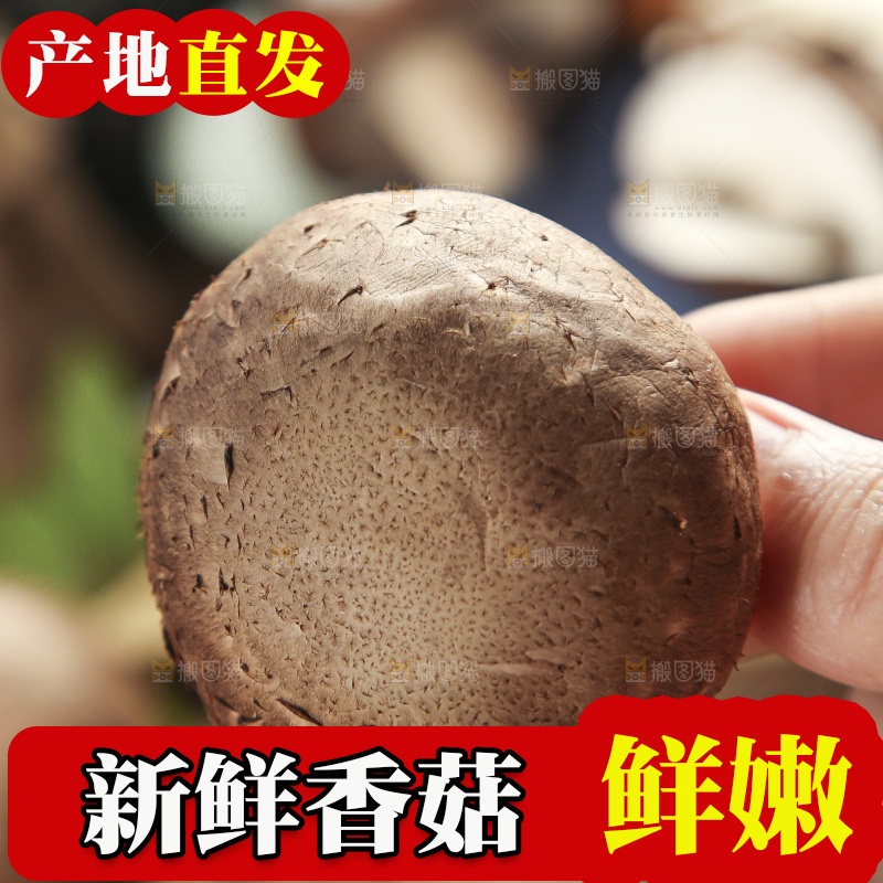 手里拿着蘑菇