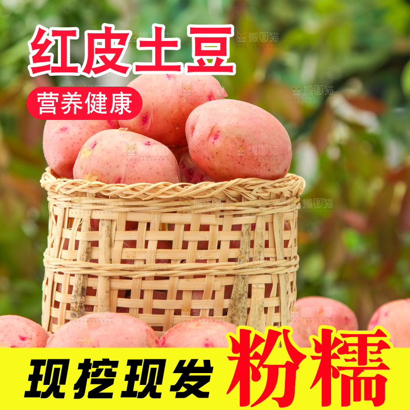 篮子里装着高山红皮土豆