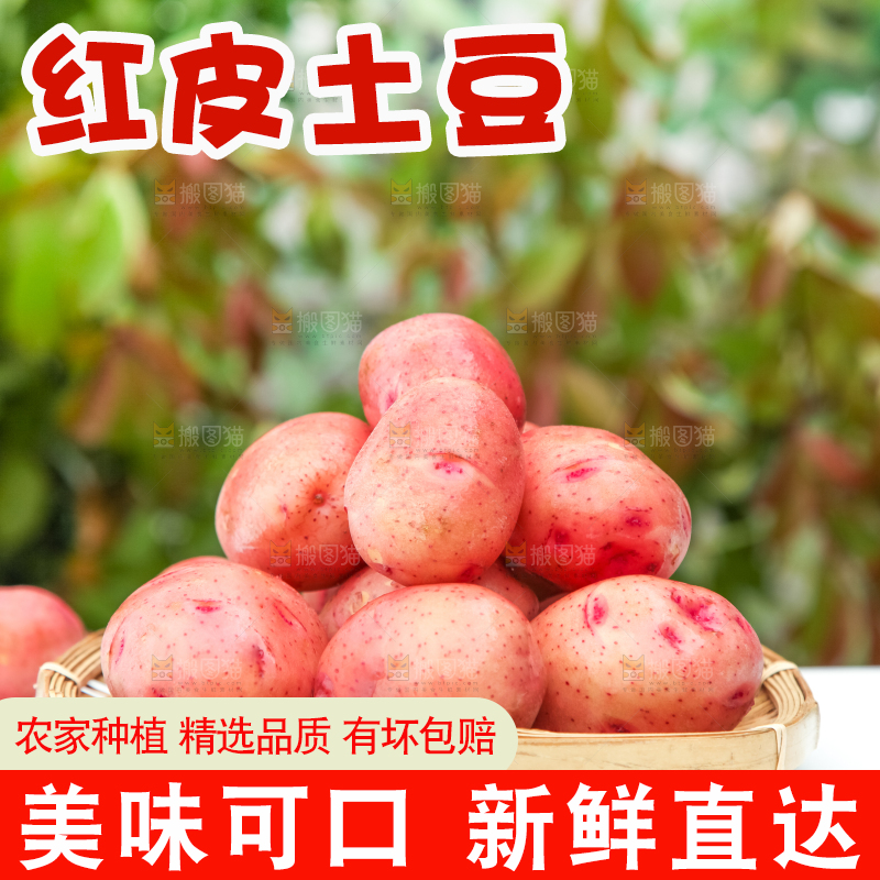 篮子里装着高山红皮土豆
