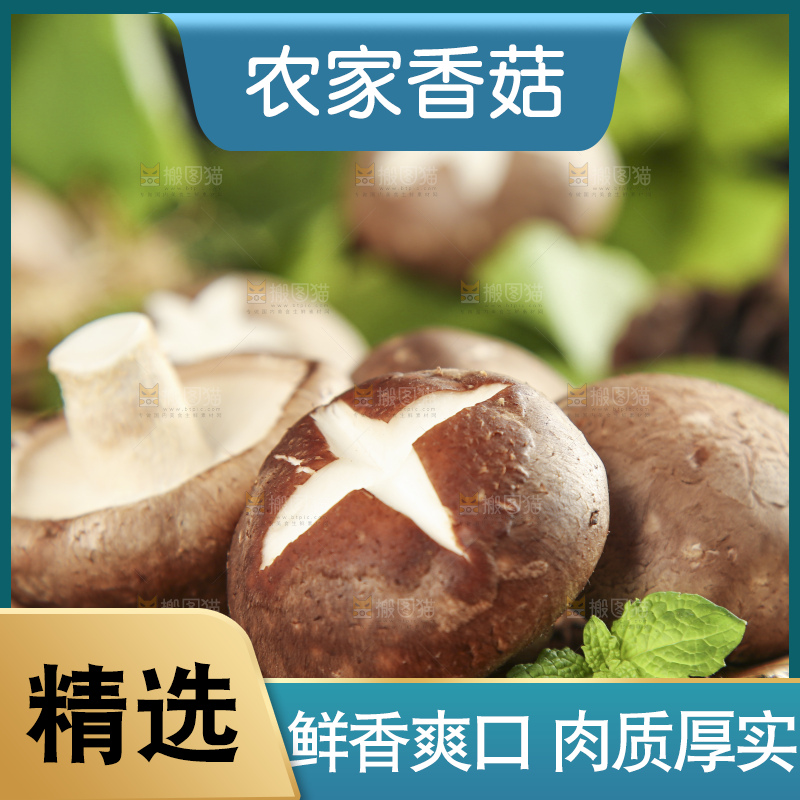 木底上摆放着新鲜香菇