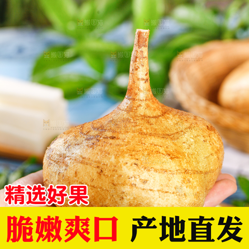 手里拿着凉薯
