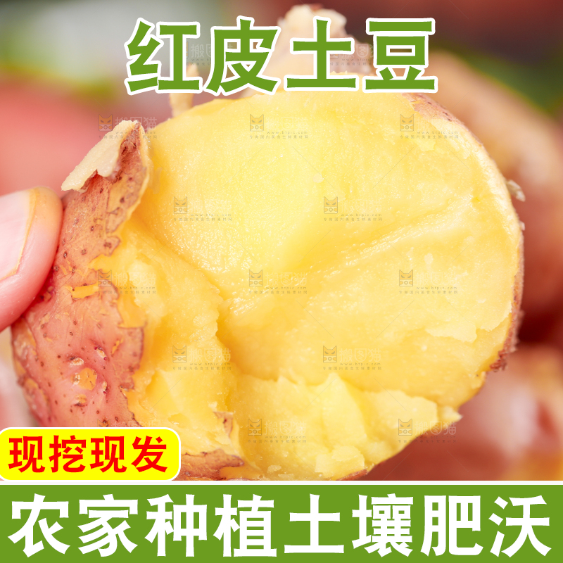 手里拿着红皮黄心土豆
